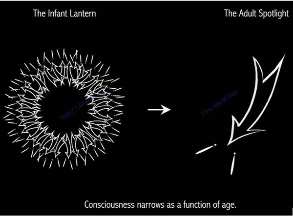 Hình minh họa về “Ý thức thu hẹp như một chức năng của lứa tuổi” của Alison Gopnik & Alvy Ray Smith